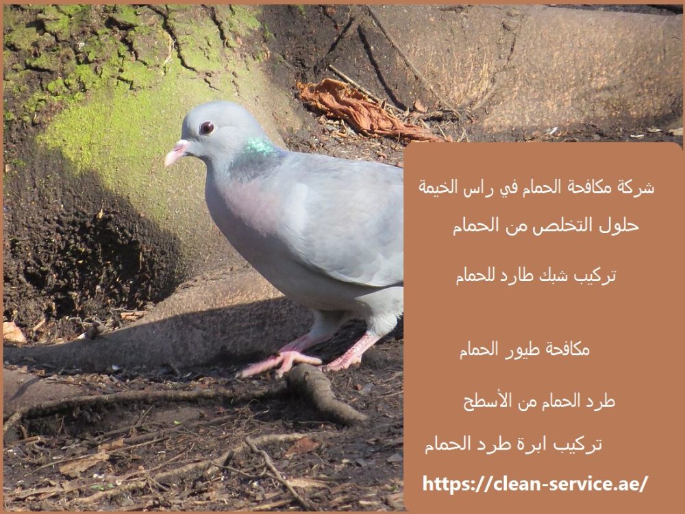 شركة مكافحة الحمام في راس الخيمة