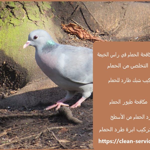 شركة مكافحة الحمام في راس الخيمة