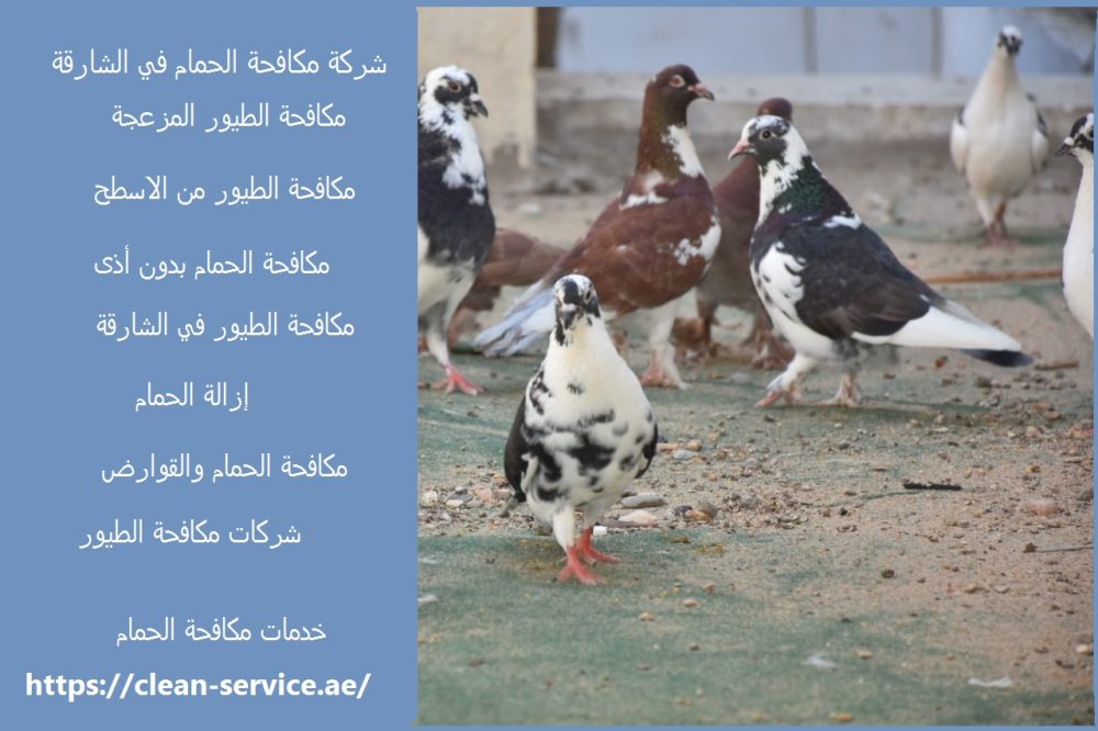 شركة مكافحة الحمام في الشارقة