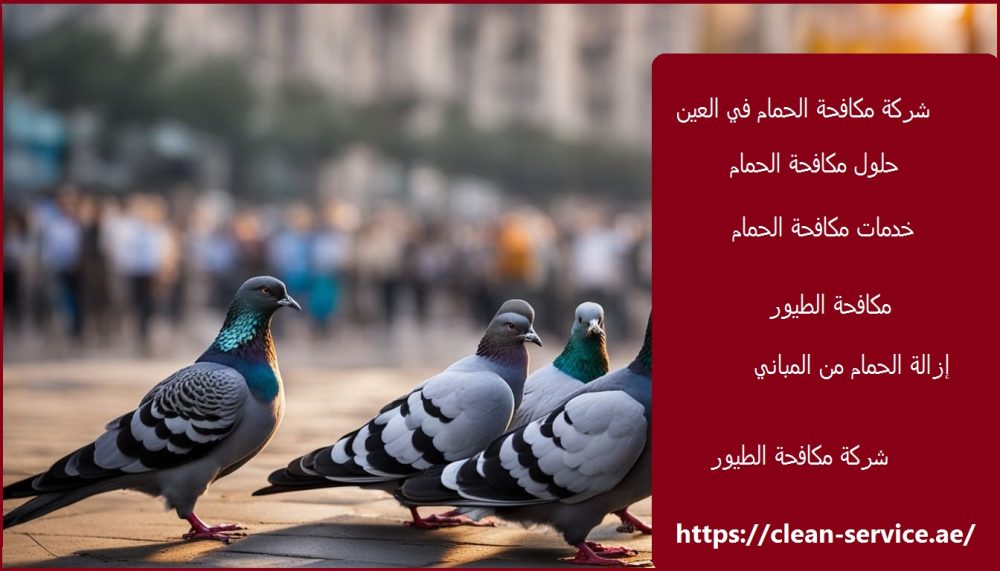 شركة مكافحة الحمام في العين