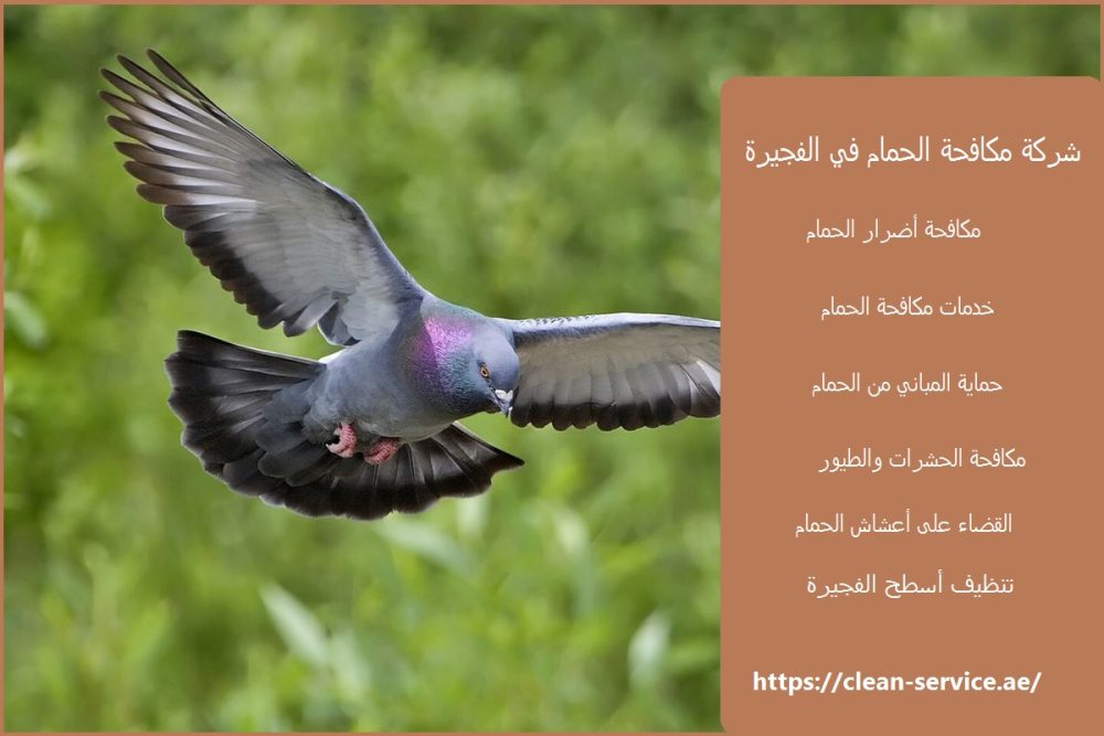 شركة مكافحة الحمام في الفجيرة