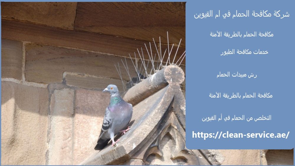 شركة مكافحة الحمام في ام القيوين