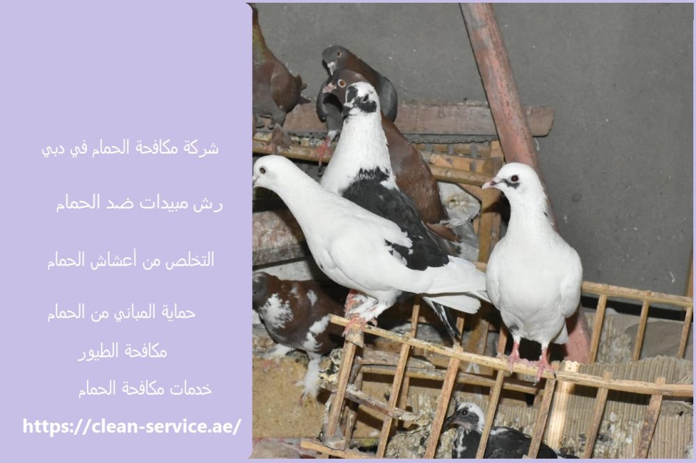 شركة مكافحة الحمام في دبي
