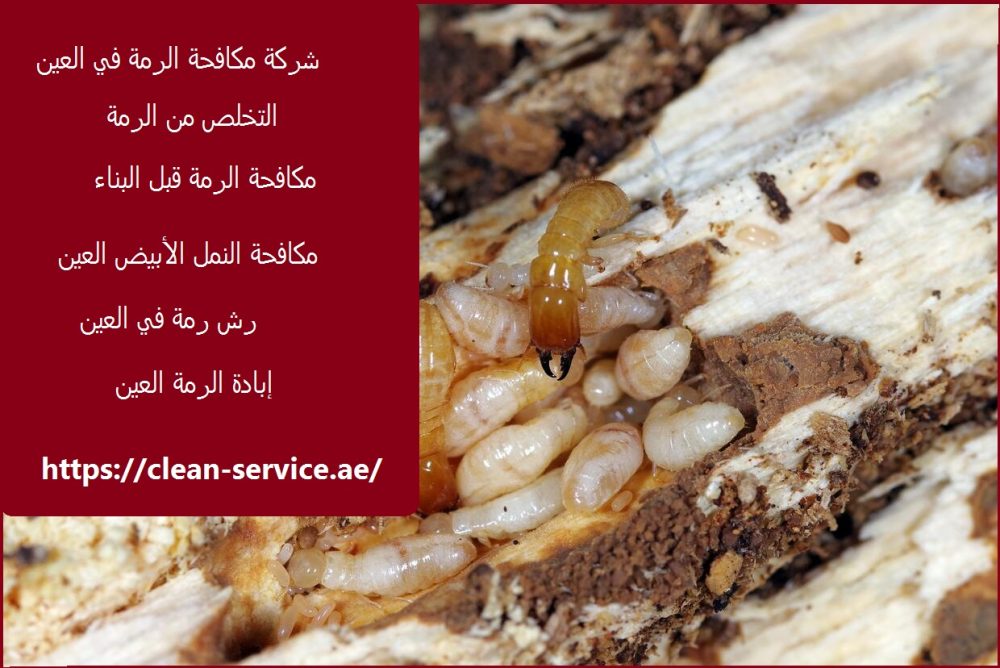 شركة مكافحة الرمة في العين