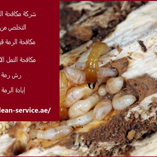 شركة مكافحة الرمة في العين