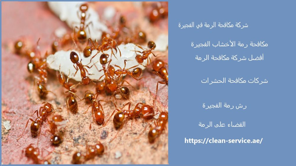 شركة مكافحة الرمة في الفجيرة