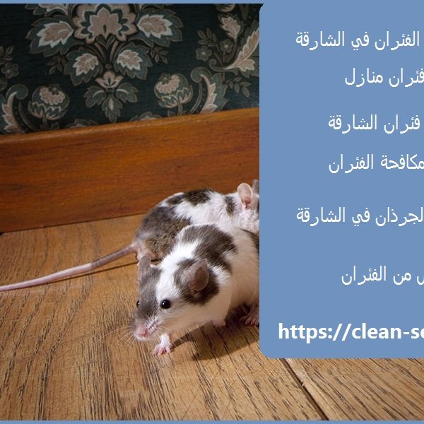 شركة مكافحة الفئران في الشارقة