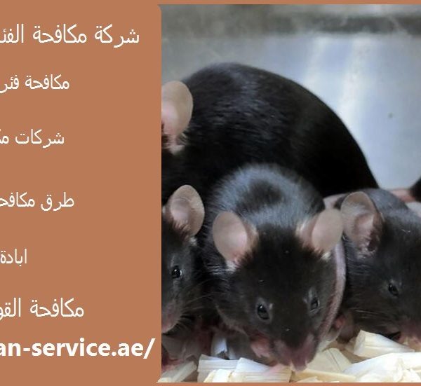 شركة مكافحة الفئران في العين