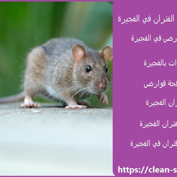 شركة مكافحة الفئران في الفجيرة