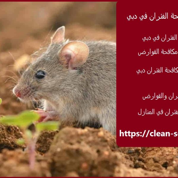 شركة مكافحة الفئران في دبي