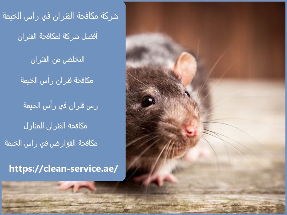 شركة مكافحة الفئران في راس الخيمة