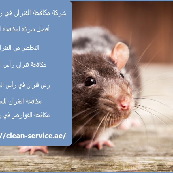 شركة مكافحة الفئران في راس الخيمة