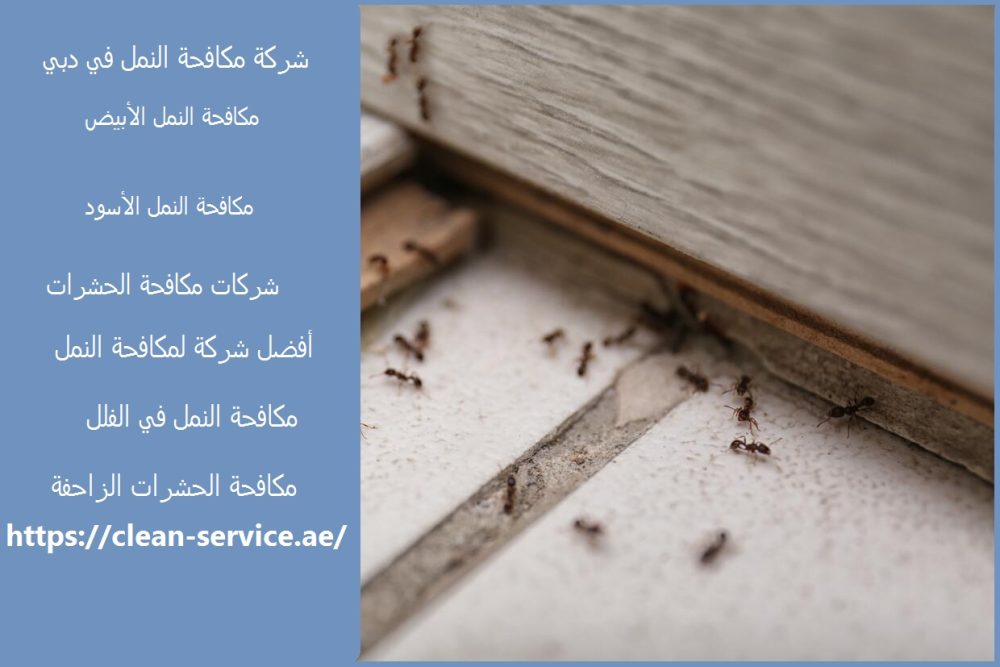 شركة مكافحة النمل في دبي