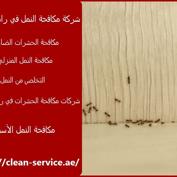 شركة مكافحة النمل في راس الخيمة