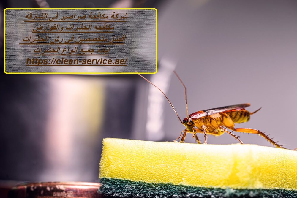 شركة مكافحة صراصير في الشارقة