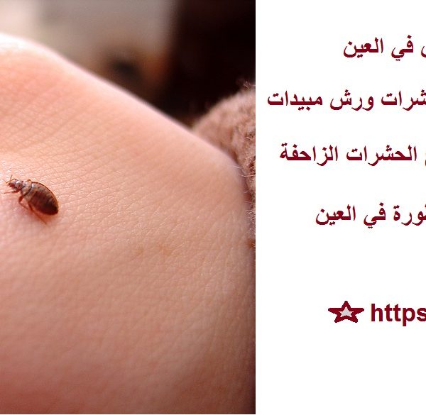 خدمات مكافحة بق الفراش في العين