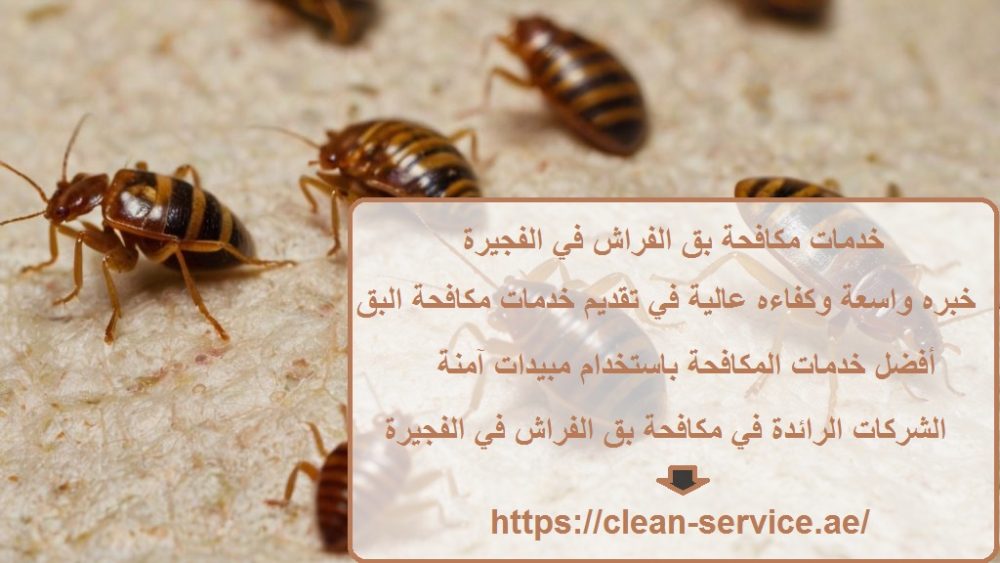 خدمات مكافحة بق الفراش في الفجيرة