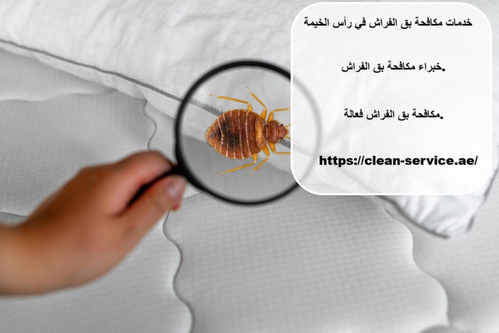 خدمات مكافحة بق الفراش في رأس الخيمة