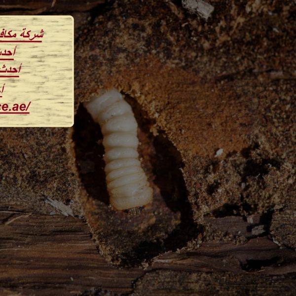 شركة مكافحة سوس الخشب في أبوظبي
