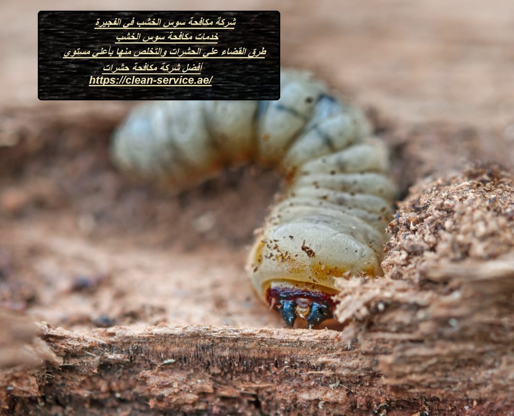 شركة مكافحة سوس الخشب في الفجيرة