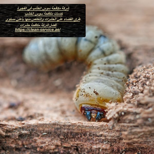 شركة مكافحة سوس الخشب في الفجيرة
